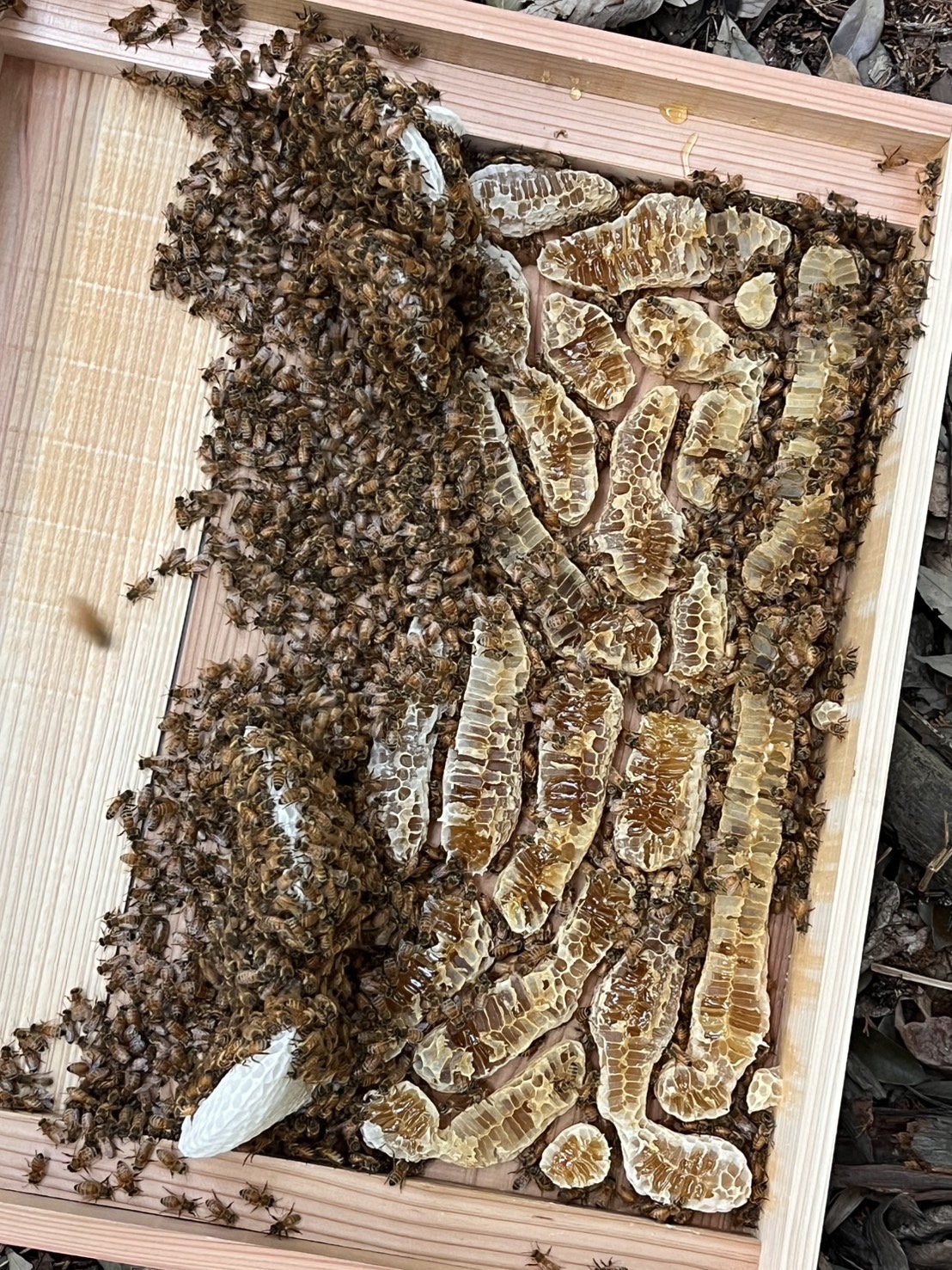 ミツバチと巣板で満たされた巣箱の巣枠